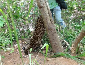 ගම්පොළ දොළුව - කොටියා