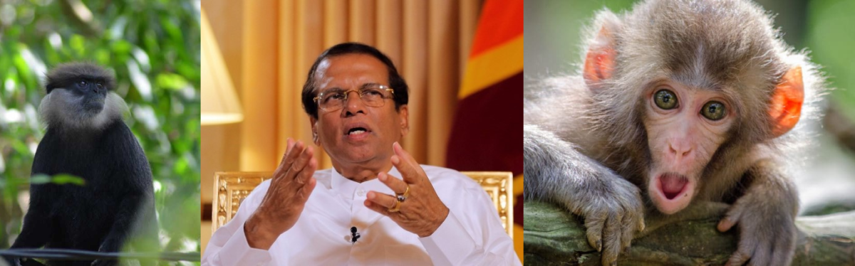 හිටපු ජනාධිපති මෛත්රීපාල සිරිසේන මහතාගේ වඳුරු - රිලව් කතාව