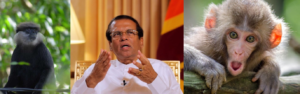 හිටපු ජනාධිපති මෛත්‍රීපාල සිරිසේන මහතාගේ වඳුරු - රිලව් කතාව