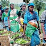 වතුකම්කරුවන්ගේ දෛනික පැමිණීමේ දීමනාවට නෛතික පසුබිමක් සකසන්න – රජයේ මුදල් පිළිබඳ කාරක සභාව