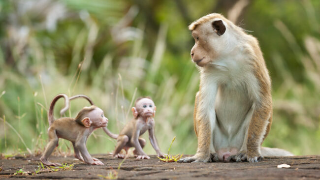 වැඳිරියන් වන්ද්‍යානුකරණයට වනජීවිය සූදානමි