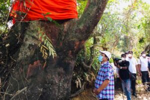 දුර්ලභ ගසට ජීවත් වෙන්න වරම්, ගස දෙපසින් අධිවේගි මාර්ගය