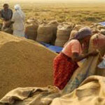 මහ කන්නයේ වී මිල ප්‍රකාශයට පත් කෙරේ