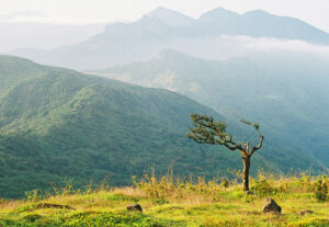 නකල්ස් රක්ෂිතයේ එනසාල් වගාව ලගඳීම