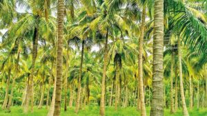 Coconut App නමින් දුරකථන යෙදවුමක්