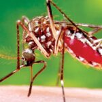 ඩෙංගු රෝගීන් සංඛ්‍යාව 50,000 ඉක්මවයි