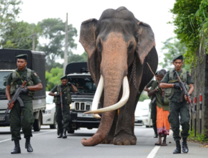 නැදුන්ගමුවේ රාජා හස්තිරාජයා ජාතික වස්තුවක් ලෙස නම් කරන ලෙස උපදෙස්