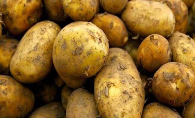 අර්තාපල් කිලෝග්‍රෑම් 1,000 බැගින් සෘජුව මිලදී ගැනීමට අනුමැතිය