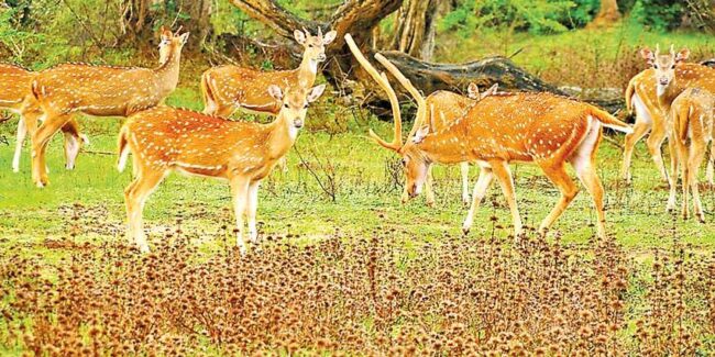 කොළඹ අවට සැරිසරන මුව රංචු වනෝද්‍යාන සහ අභයභූමි වලට