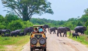 උතුරු පළාතට අක්කර 1000කින් සමන්විත සෆාරි අභයභූමියක් සැකසීම සඳහා උපදෙස්