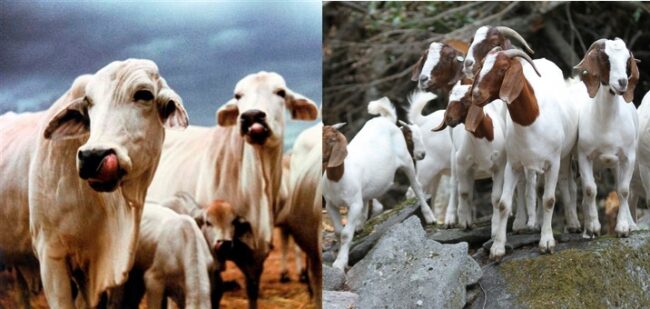 එළුමස් සහ ගව මස් ප්රවාහනය පළාත් මට්ටමින් අත්හිටුවන්නැයි ජනපතිගෙන් නියෝගයක්