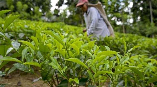 යූරියා පොහොර සහනාධාර ක්‍රමයකට - ශ්‍රී ලංකා තේ කර්මාන්ත හිමියන්ගේ සංගමය