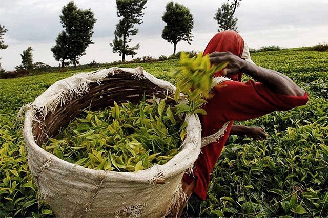 තේ අපනයනයෙන් කෙන්යාව පළමු තැනට; ශ්‍රී ලංකාවට තුන්වැනි ස්ථානය