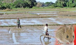 යාපනයේ සිදු වූ පුද්ගල මරණ 7කට හේතුව මී උණ බව තහවුරු වෙයි