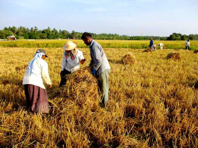 රසායනික පොහොර භාවිතය තහනම් කිරීමෙන් වී අස්වැන්න 53% කින් පහළට