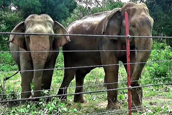 මාර්ග දෙපස ගැවසෙන අලීන්ට කන්න දෙන අයට නීතිමය ක්‍රියාමාර්ග