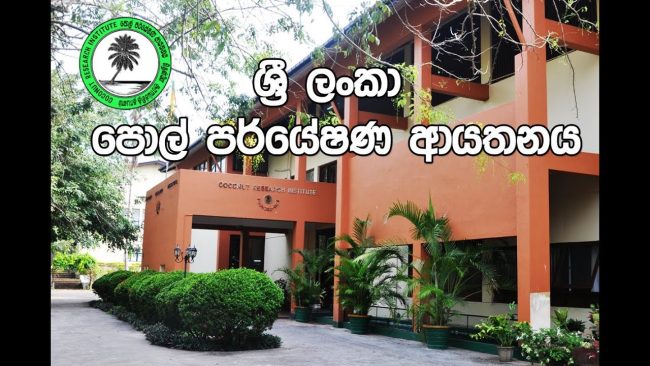 වැලිගම පොල් කොළ මැලවීමේ රෝගයට ප්‍රතිරෝධී නව ප්‍රභේදයක් - ශ්‍රී ලංකා පොල් පර්යේෂණ ආයතනය