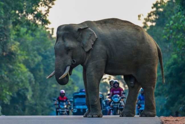 බංග්ලාදේශයේ වන අලි වෙනුවෙන් අධිකරණයෙන් ලැබුණු නියෝගය