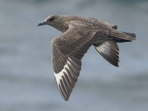 Great Skuas පක්ෂීන්ගේ ගහණය සැළකිය ලෙස යුතු අඩු වෙලා