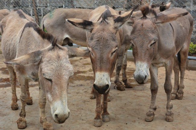 ඖෂධ සෑදීම සඳහා වසරකට බූරුවන් මිලියන ගණනක් මරයි