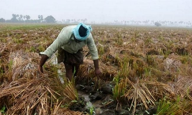 මහ කන්නයේ වගා හානි ගැන කෘෂිකර්ම දෙපාර්තමේන්තුව අනාවරණයක්