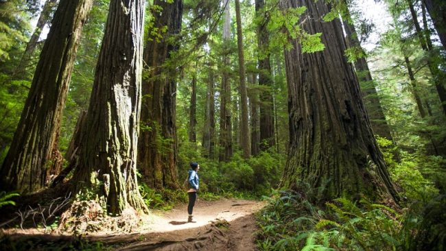 Forest Bathing කරන්න රුපියල් 5000ක්