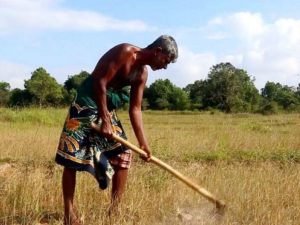 මහ කන්නයේ කෝටි 200ක වගා හානියක් - කෘෂිකාර්මික හා ගොවිජන රක්ෂණ මණ්ඩලය