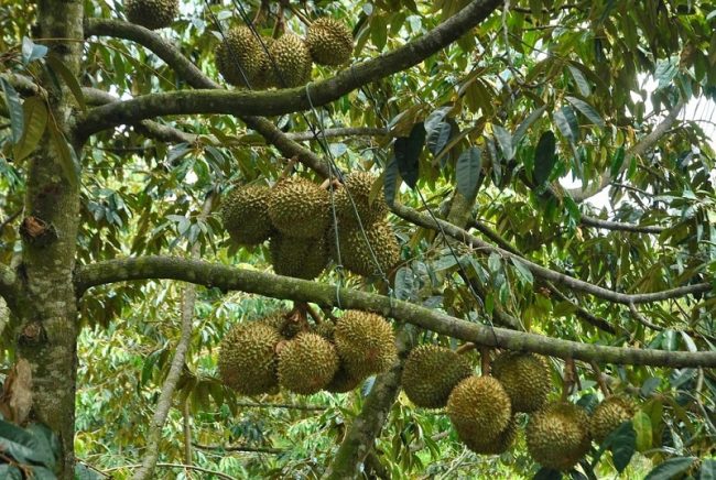 ශ්‍රී ලංකාවේ ප්‍රථම දූරියන් ආදර්ශ වගා කළාපය ස්ථාපිත කරයි