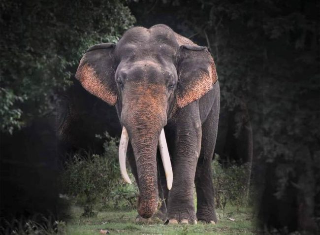 දීඝදන්තු 1 හස්තියා විදුලි සැර වැදී මරුට