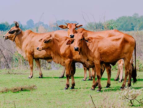 පාකිස්ථානයෙන් ගවයන් ආනයනය කිරීමට අමාත්‍ය මණ්ඩල අනුමැතිය