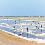 ලංකා ලුණු සමාගමේ සාමාන්‍යාධිකාරීට ඇප