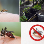ඩෙංගු මරුදුවන් බෝ වීමට ඉඩ සැලැස්වූ පුද්ගලයින් 76කට පොලීසියෙන් නඩු
