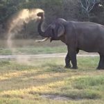 යුනිකෝන් ඇතා වෙඩිතබා ඝාතනය කරලා – පරිසර ඇමති