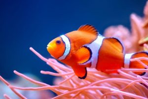 'Clownfish' නමැති මත්ස්‍යා ගැන අනුවේදනීය කතාවක්