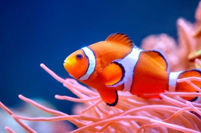 'Clownfish' නමැති මත්ස්‍යා ගැන අනුවේදනීය කතාවක්