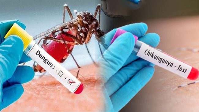 ඩෙංගු සහ චිකුන්ගුන්යා රෝගීන්ගේ වැඩි වීමක්