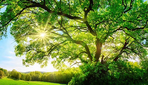 පරිසර සතියක් ප්‍රකාශයට පත් කරයි