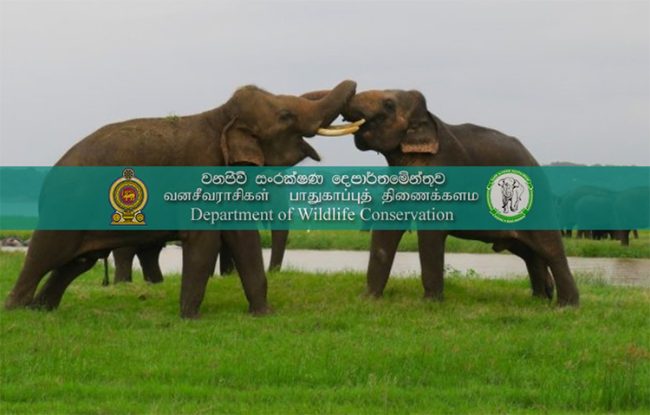 වනජිවි දෙපාර්තමේන්තුවේ නිලධාරීන් 4,530ක් ස්ථිර කරයි