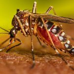 අප්‍රේල් මාසයේ ඩෙංගු රෝගින් 4617ක්