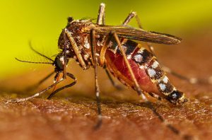 රට තුළ ඩෙංගු හා චිකුන්ගුන්යා වසංගත තත්වයක්