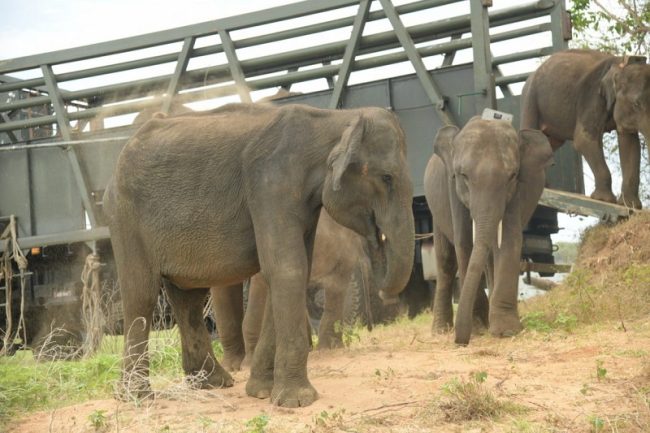 ඇත් අතුරු සෙවණ ලද අලි ඇතුන් 06කු උඩවලව මව් ආර රක්ෂිතයට