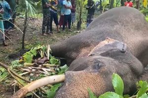 වනඅලින්ට වෙඩිතැබීම් සහ අනවසර විදුලි වැට ඉදිකිරීම්වලට එරෙහිව නීති දැඩි කෙරේ