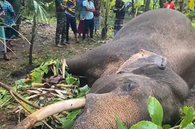 වනඅලින්ට වෙඩිතැබීම් සහ අනවසර විදුලි වැට ඉදිකිරීම්වලට එරෙහිව නීති දැඩි කෙරේ