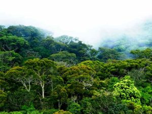 රජයේ ඉඩම්වල ඇති වනාන්තර රක්ෂිත කිරීමට පියවර