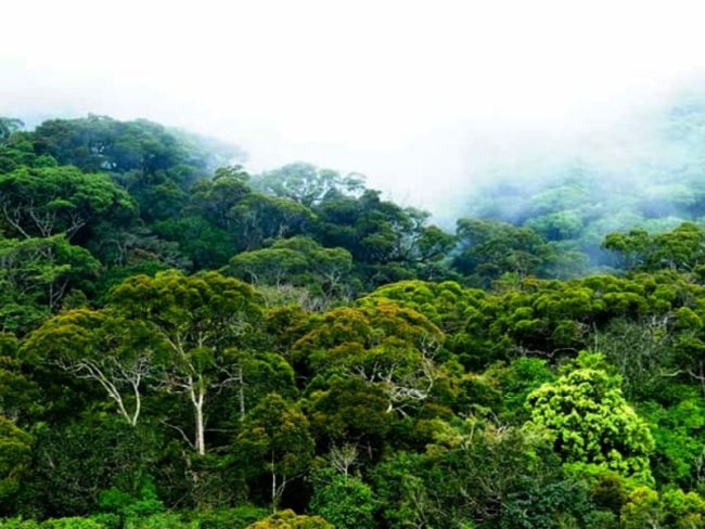 රජයේ ඉඩම්වල ඇති වනාන්තර රක්ෂිත කිරීමට පියවර