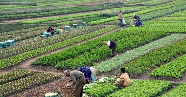 කෘෂි ව්‍යව­සා­ය­ක­යන් දිරි­මත් කරන්න ලක්ෂ 50ක සහන ණයක්