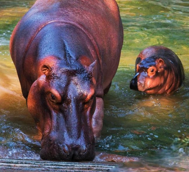 දෙහිවල සත්වෝද්‍යානයේ උපත ලැබු නයිල් හිපෝ පැටවා මහජන ප්‍රදර්ශනයට