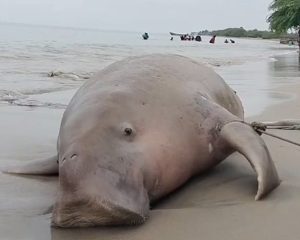 මන්නාරම් වෙරළට ගොඩගැසූ Sea Cow