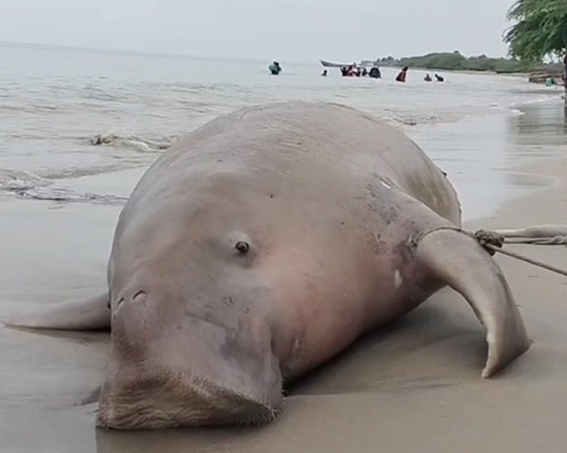 මන්නාරම් වෙරළට ගොඩගැසූ Sea Cow