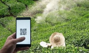 තේ පොහොර සහනාධාරයට QR කේතයක්